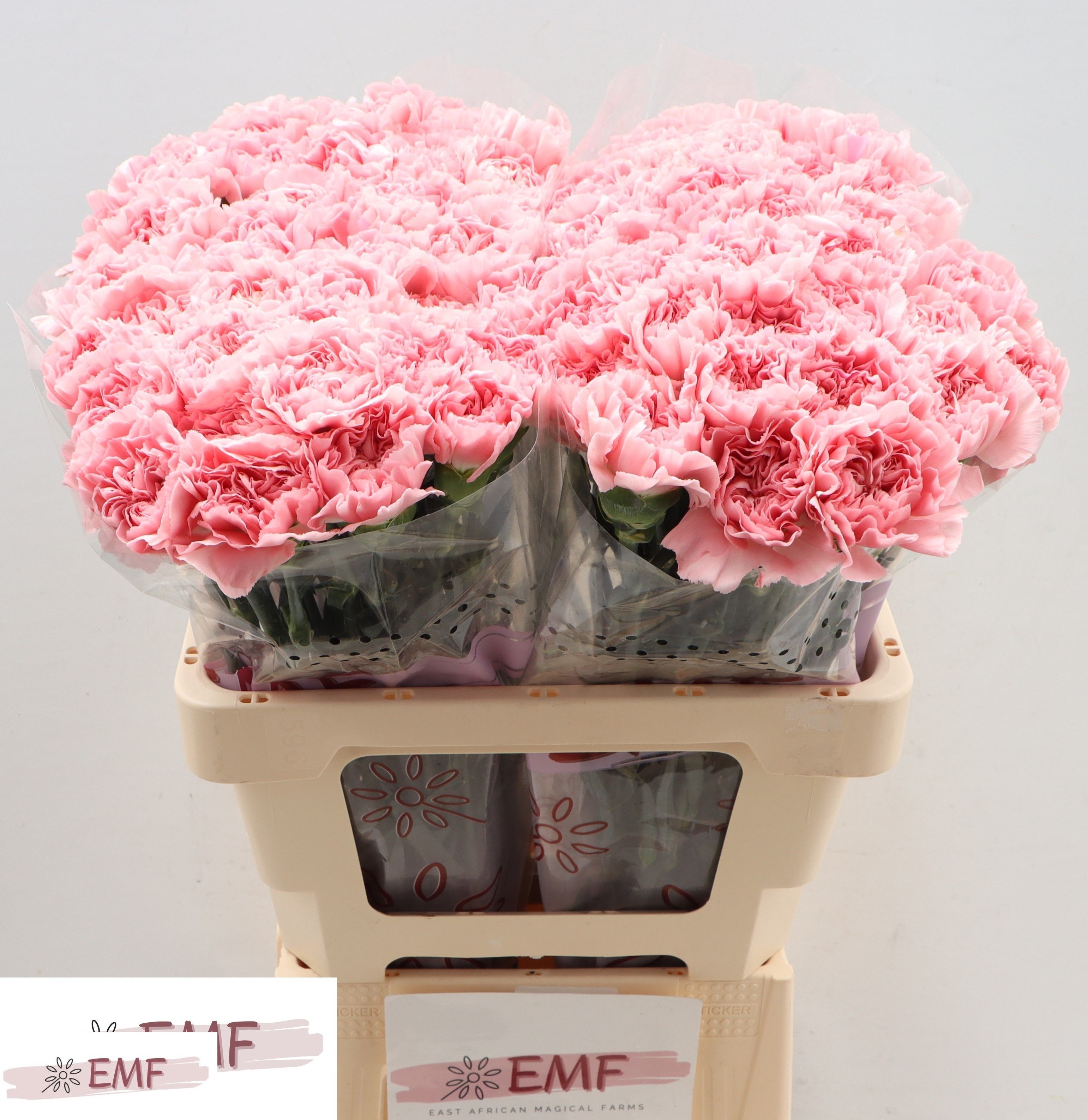 Срезанные цветы оптом Dianthus st pink montezuma от 80шт из Голландии с доставкой по России