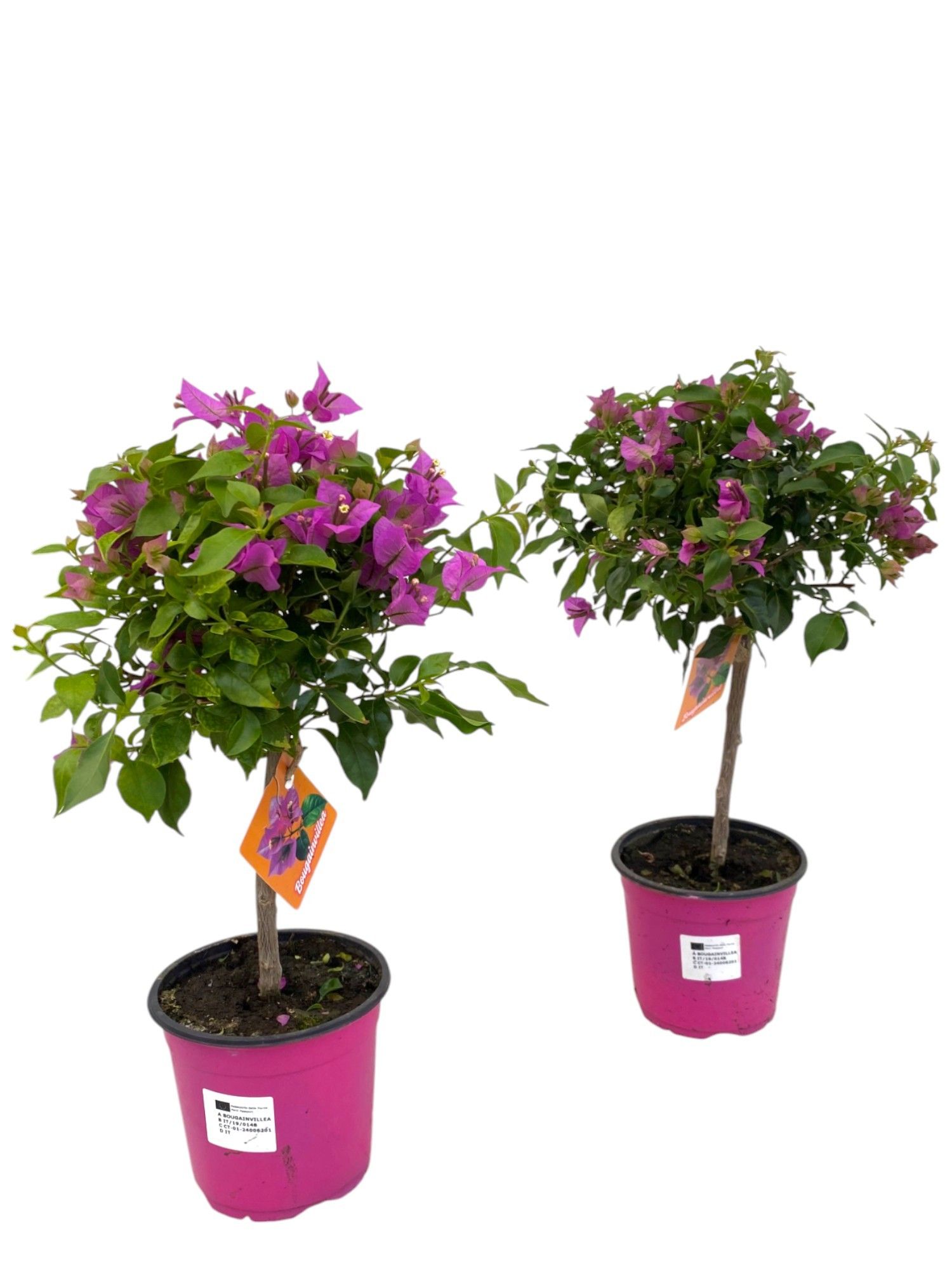 Горшечные цветы и растения оптом Bougainvillea Sanderiana On Thick Stem от 1шт из Голландии с доставкой по России