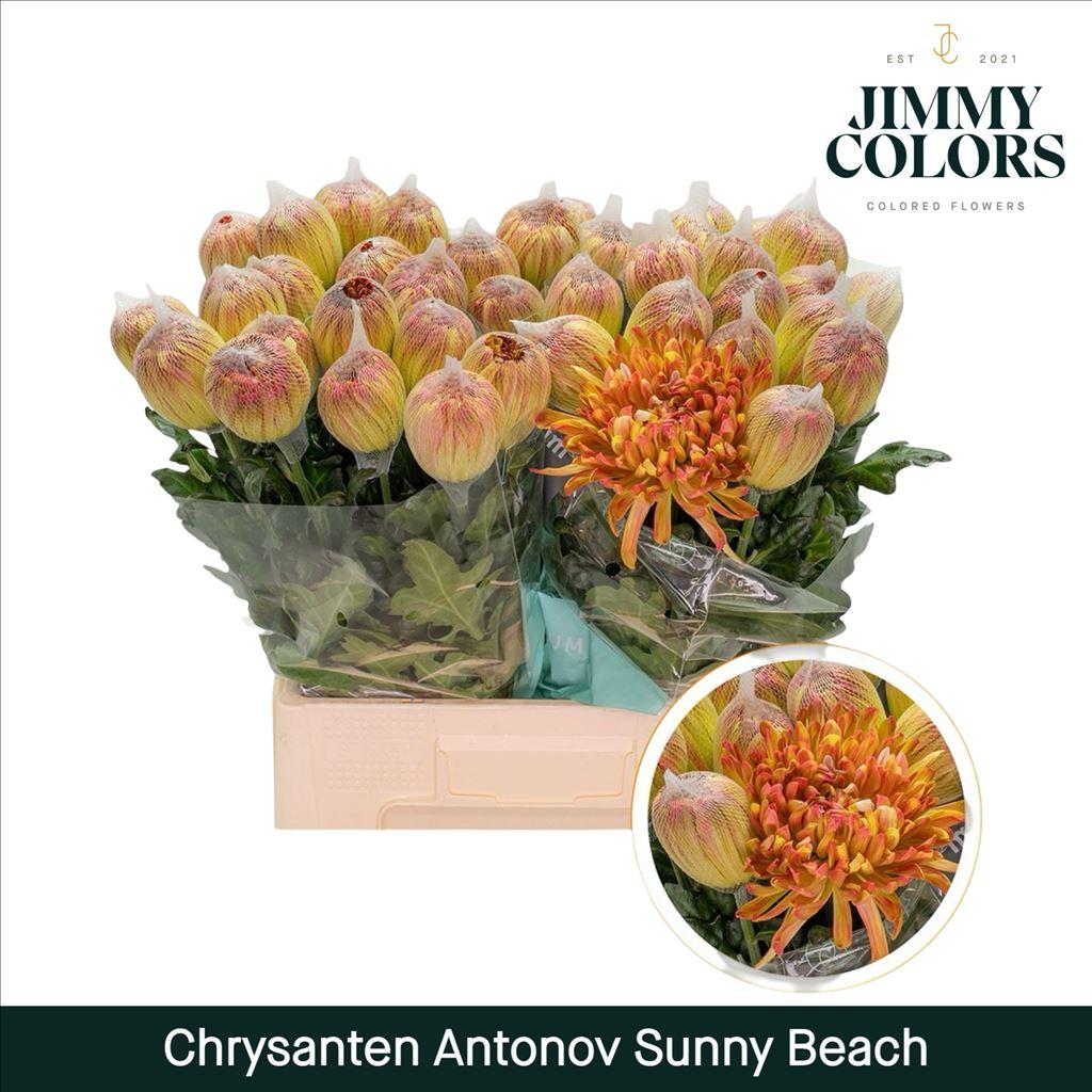Срезанные цветы оптом Chrys bl paint antonov sunny beach от 10шт из Голландии с доставкой по России