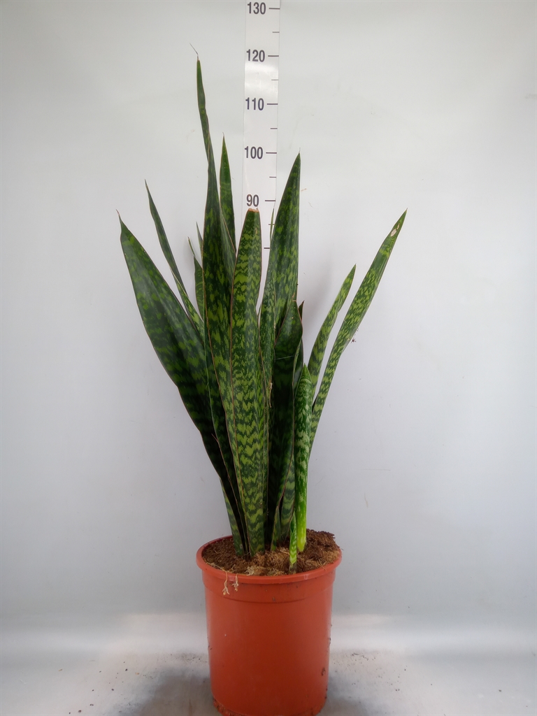 Горшечные цветы и растения оптом Sansevieria Trifa.   ... от 1шт из Голландии с доставкой по России