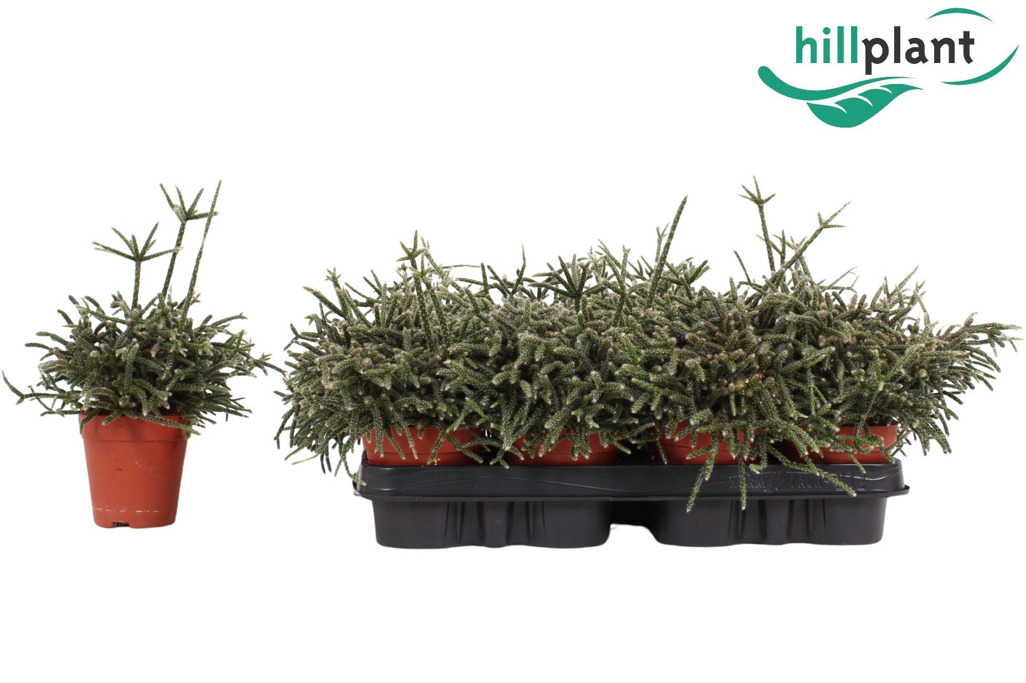 Горшечные цветы и растения оптом Rhipsalis Pilocarpa от 12шт (для телеги) из Голландии с доставкой по России