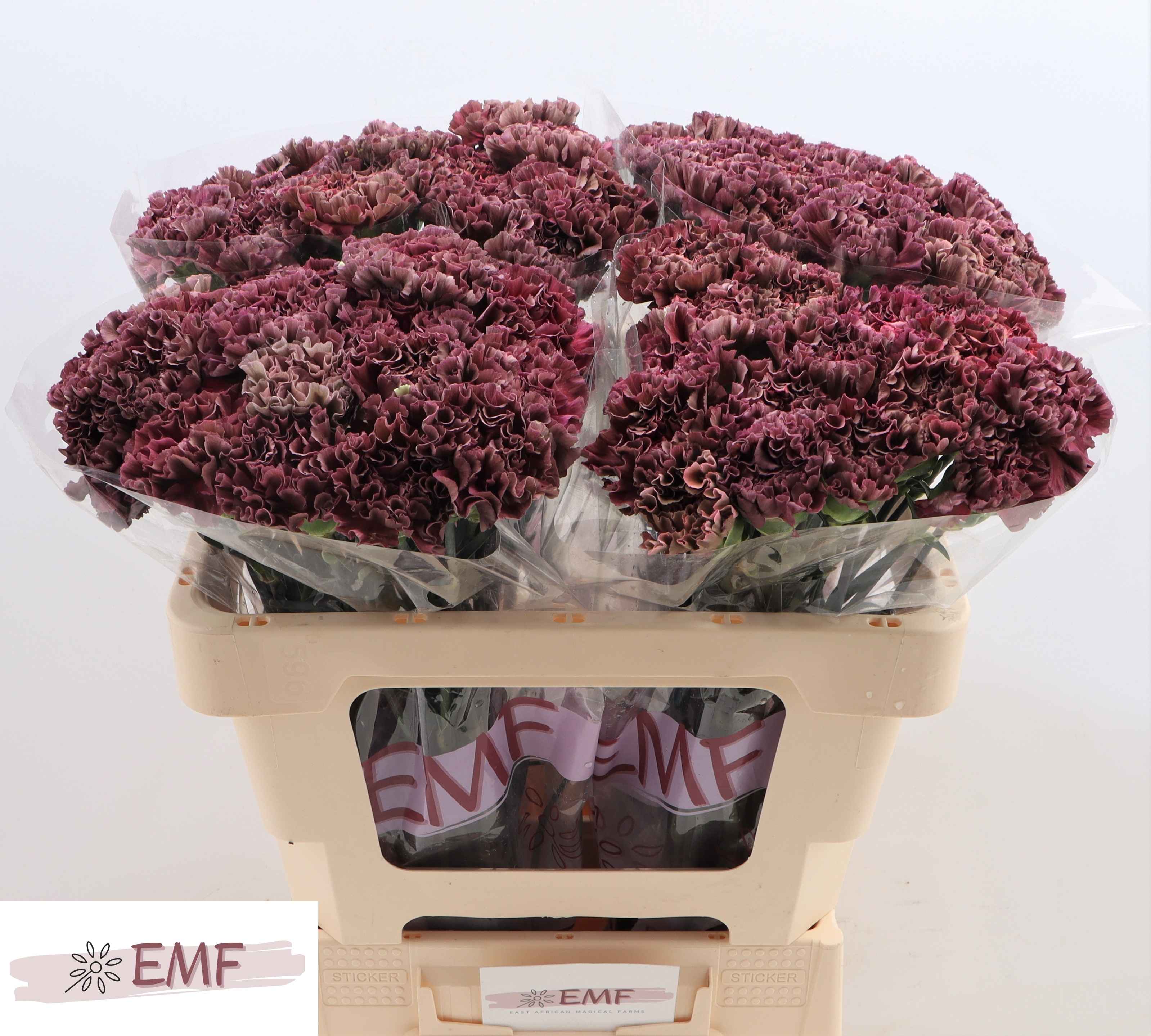 Срезанные цветы оптом Dianthus st copper extasis от 80шт из Голландии с доставкой по России