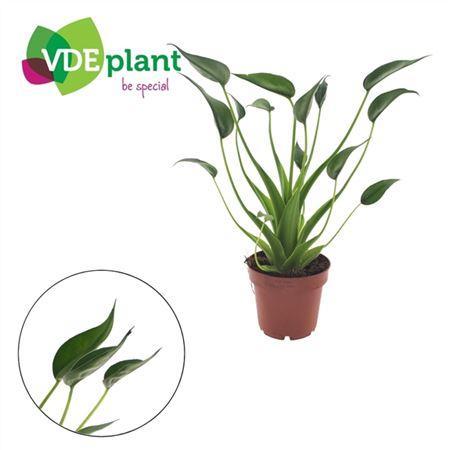 Горшечные цветы и растения оптом Alocasia Tiny Dancers от 8шт (для телеги) из Голландии с доставкой по России