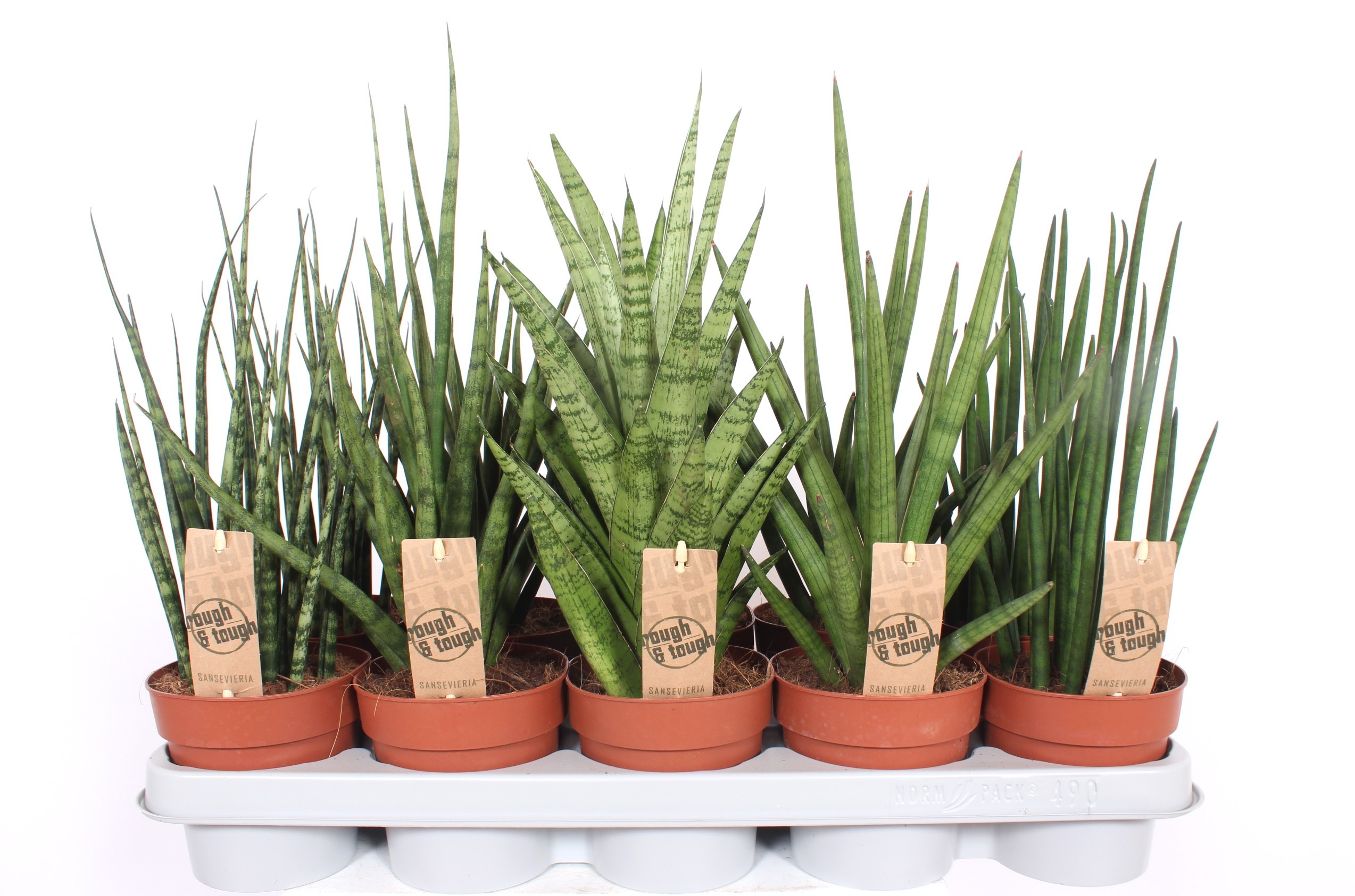 Горшечные цветы и растения оптом Sansevieria Luxe Mix от 10шт из Голландии с доставкой по России