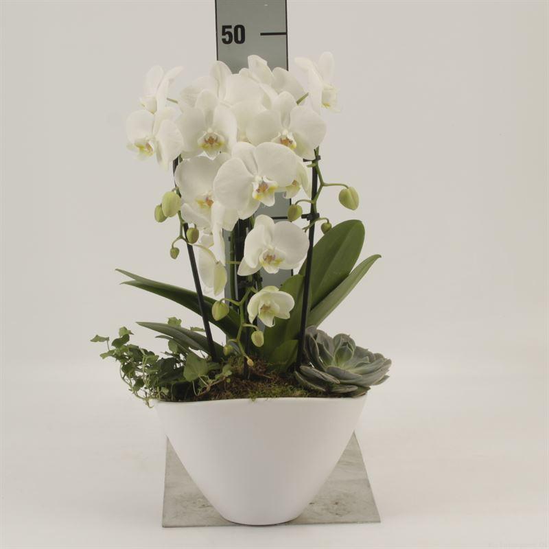 Горшечные цветы и растения оптом Phalaenopsis elegant Cascade от 1шт из Голландии с доставкой по России