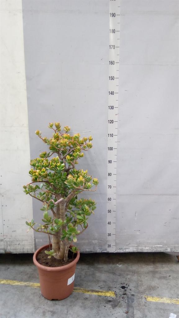 Горшечные цветы и растения оптом Crassula Ovata sunset от 1шт из Голландии с доставкой по России
