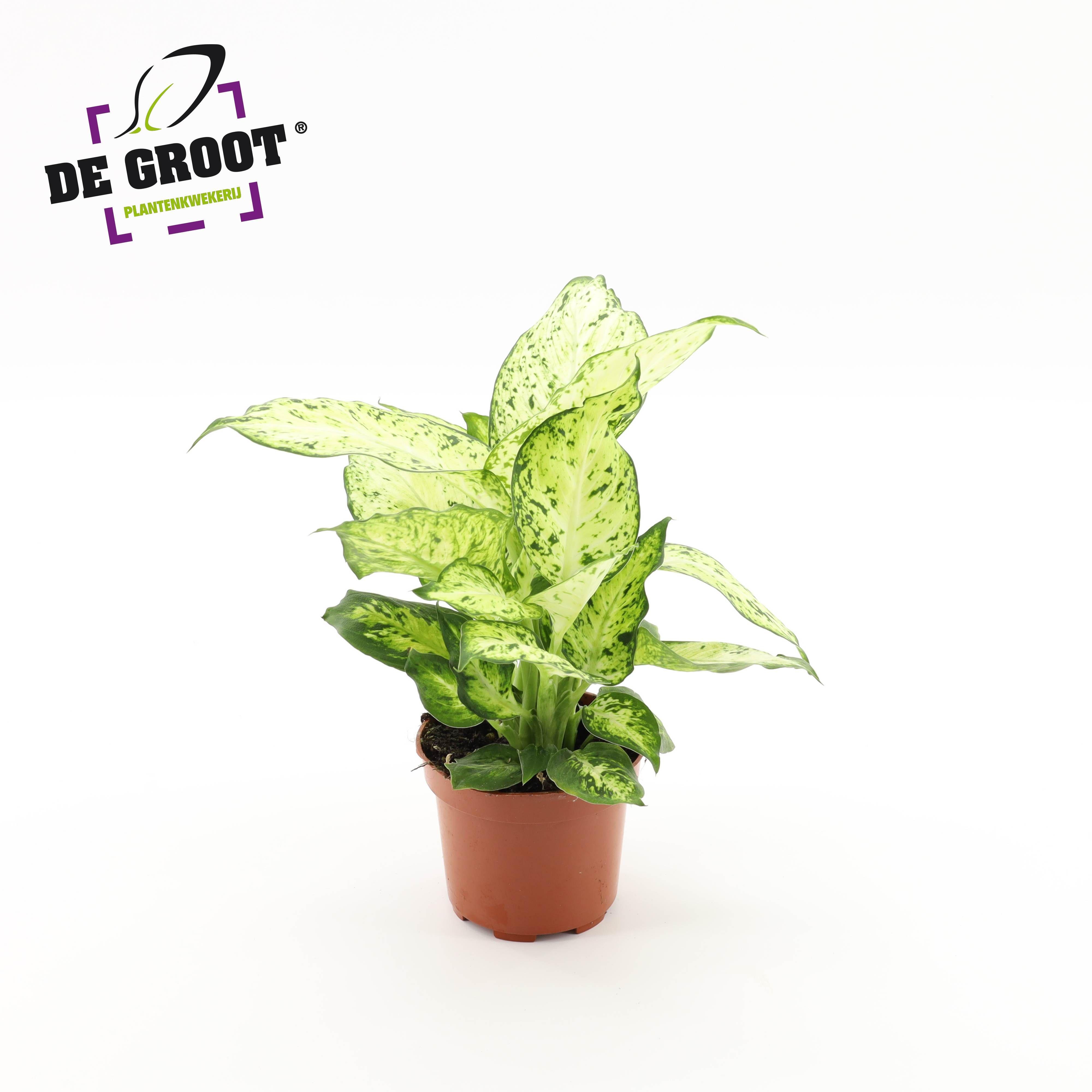 Горшечные цветы и растения оптом Dieffenbachia Amy от 10шт из Голландии с доставкой по России