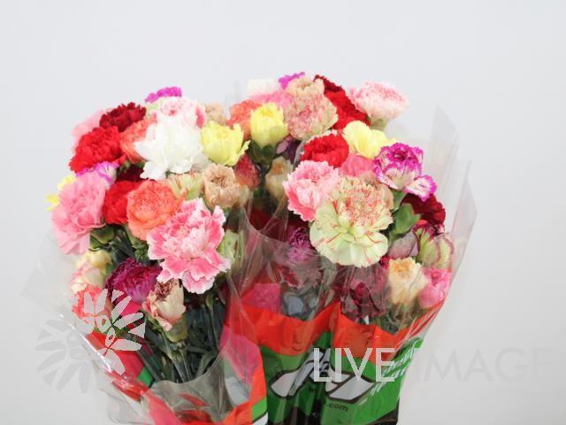 Срезанные цветы оптом Dianthus st rainbow от 240шт из Голландии с доставкой по России