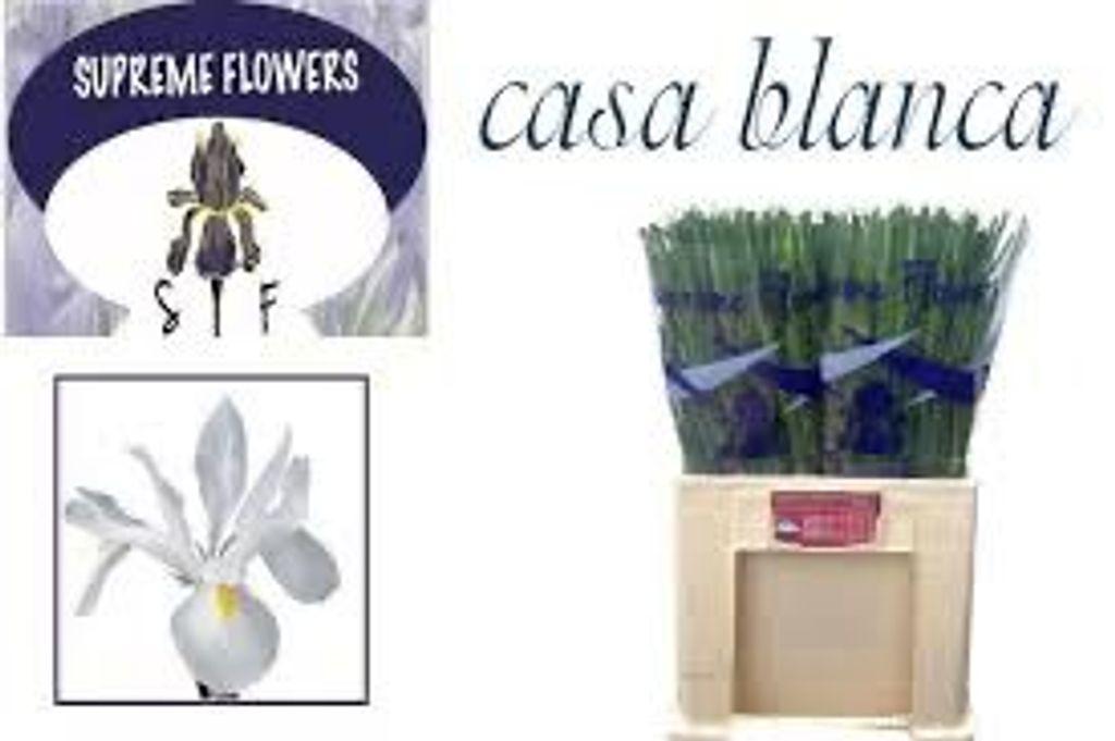 Срезанные цветы оптом Iris casablanca от 200шт из Голландии с доставкой по России