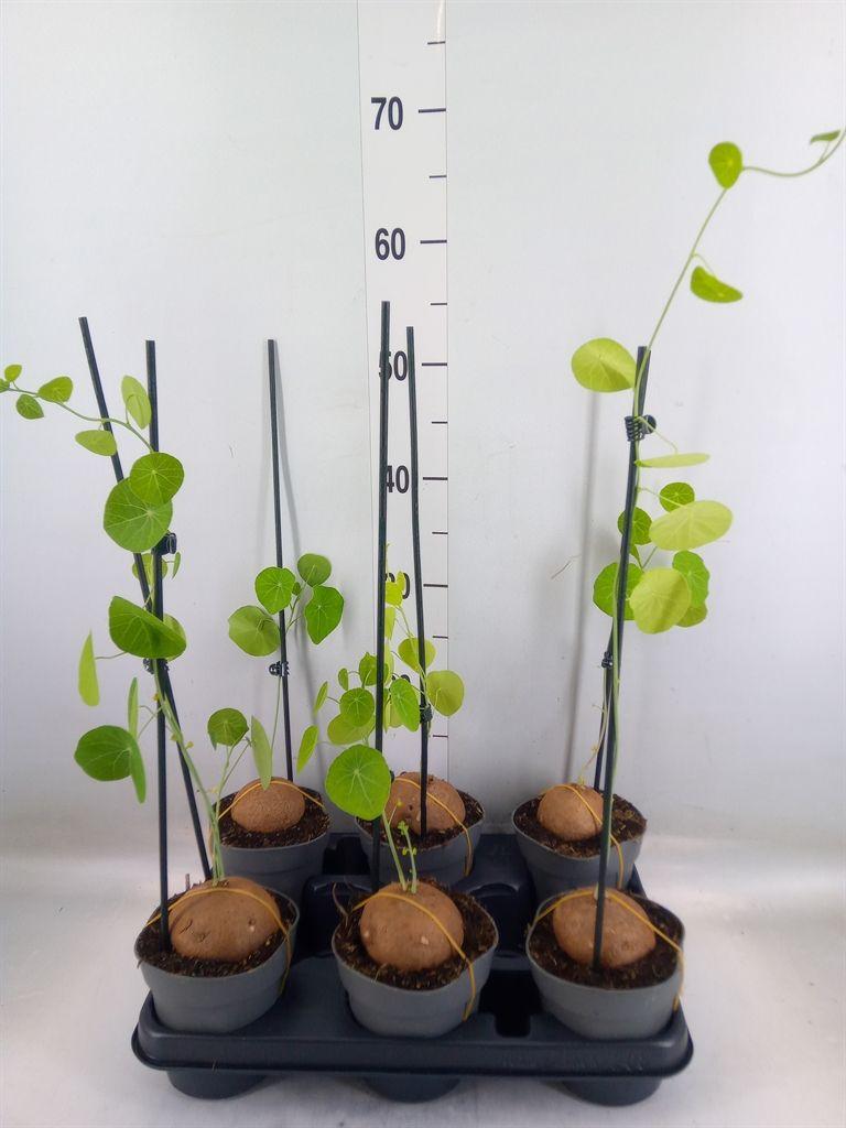 Горшечные цветы и растения оптом Stephania Pierrei от 6шт из Голландии с доставкой по России