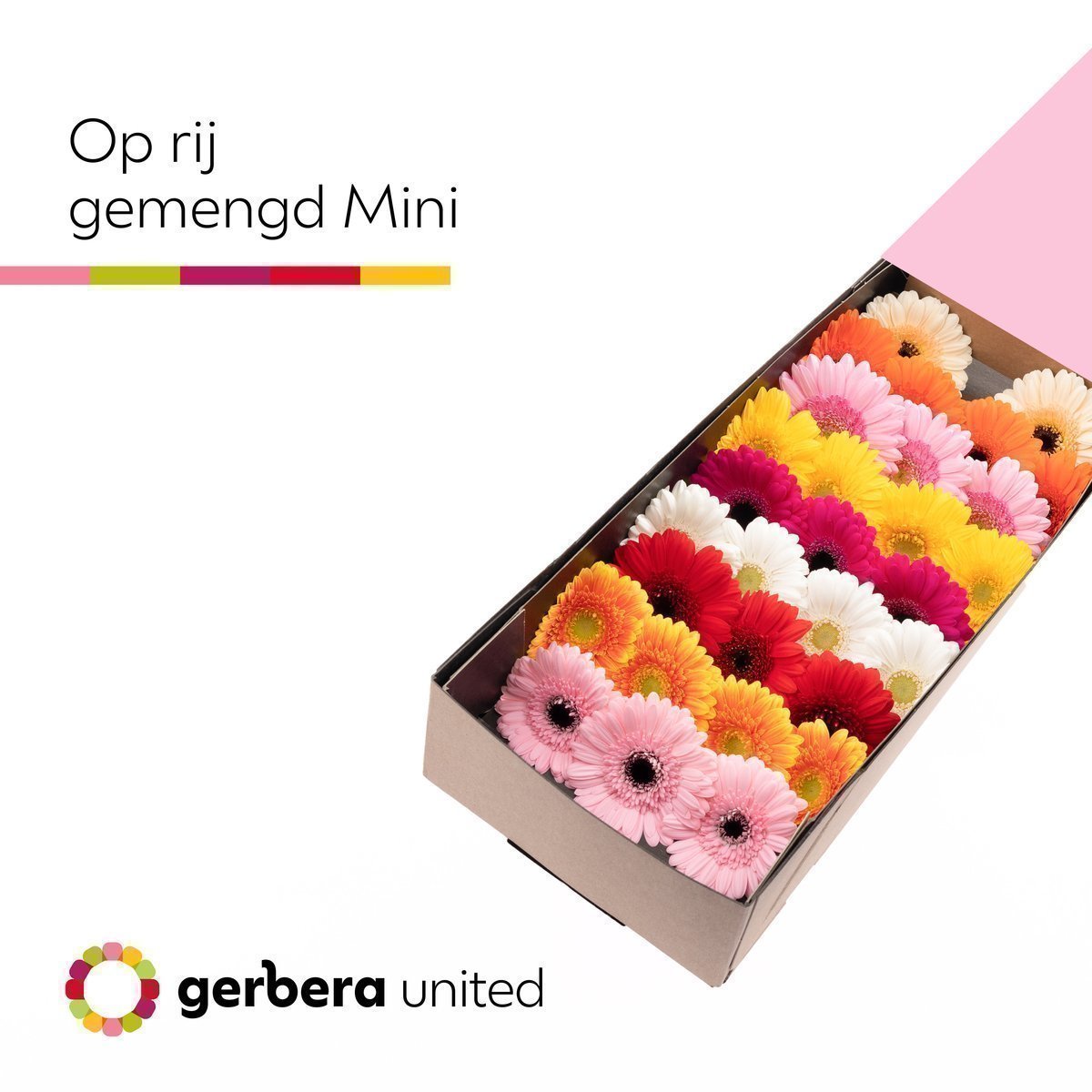 Срезанные цветы оптом Germini mix in row от 60шт. из Голландии с доставкой по России