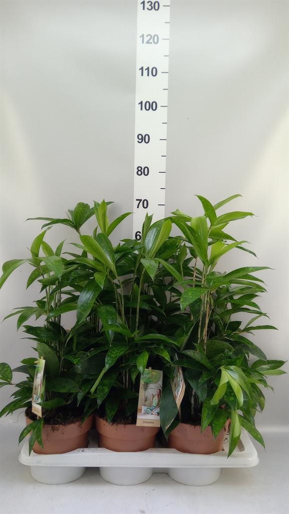 Горшечные цветы и растения оптом Dracaena Surculosa от 6шт из Голландии с доставкой по России