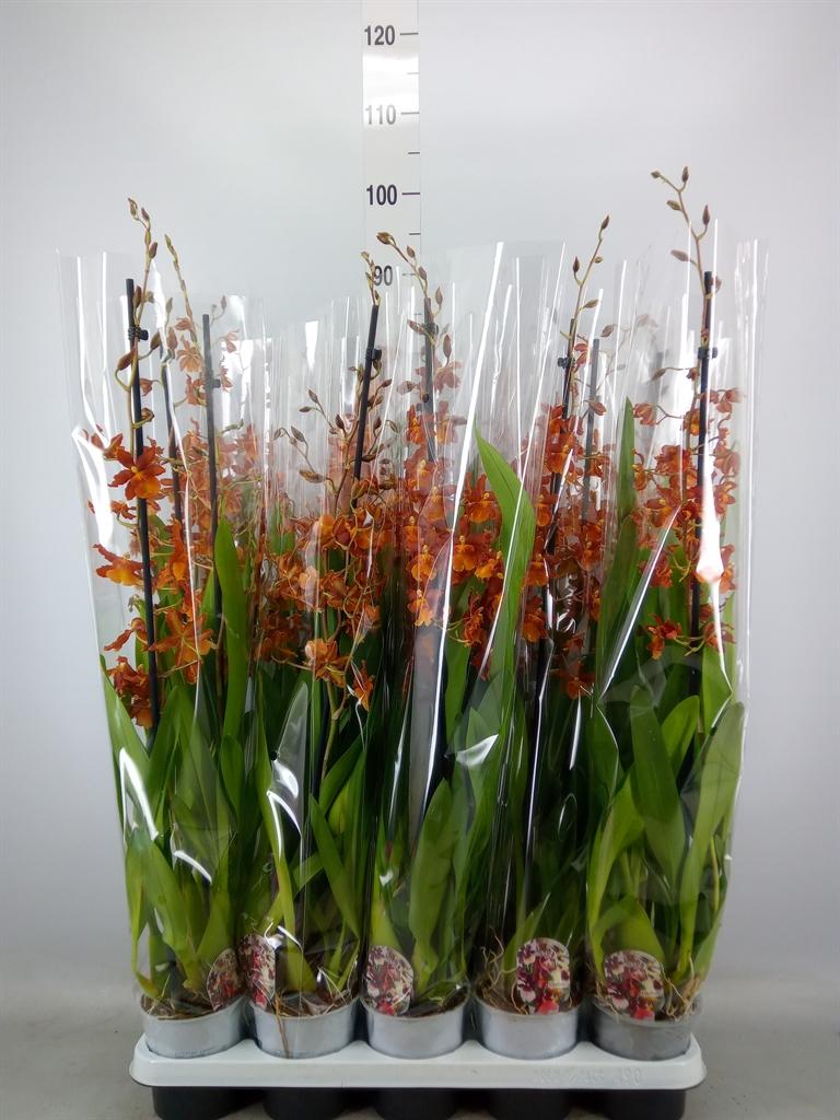 Горшечные цветы и растения оптом Cambria 1st Mix от 10шт из Голландии с доставкой по России