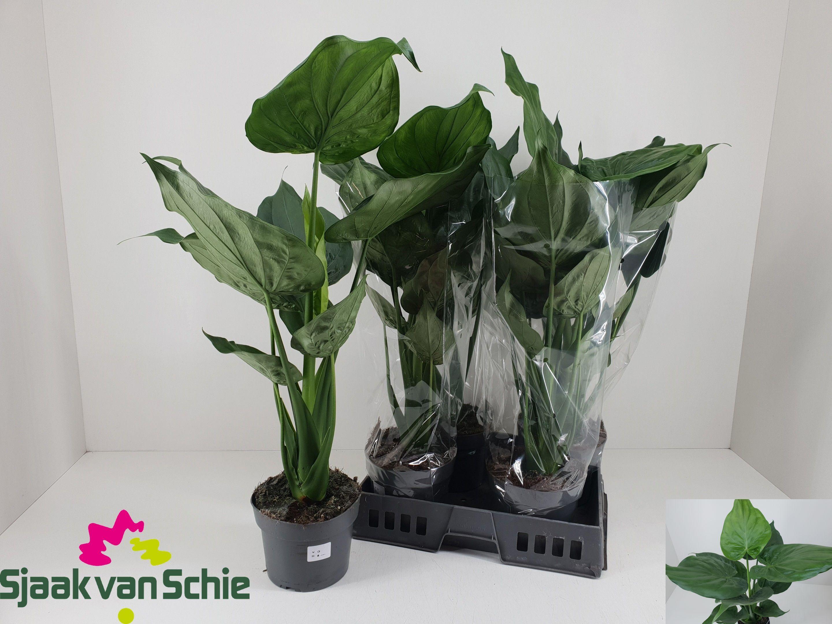 Горшечные цветы и растения оптом Aloc Cucullata от 5шт (для телеги) из Голландии с доставкой по России