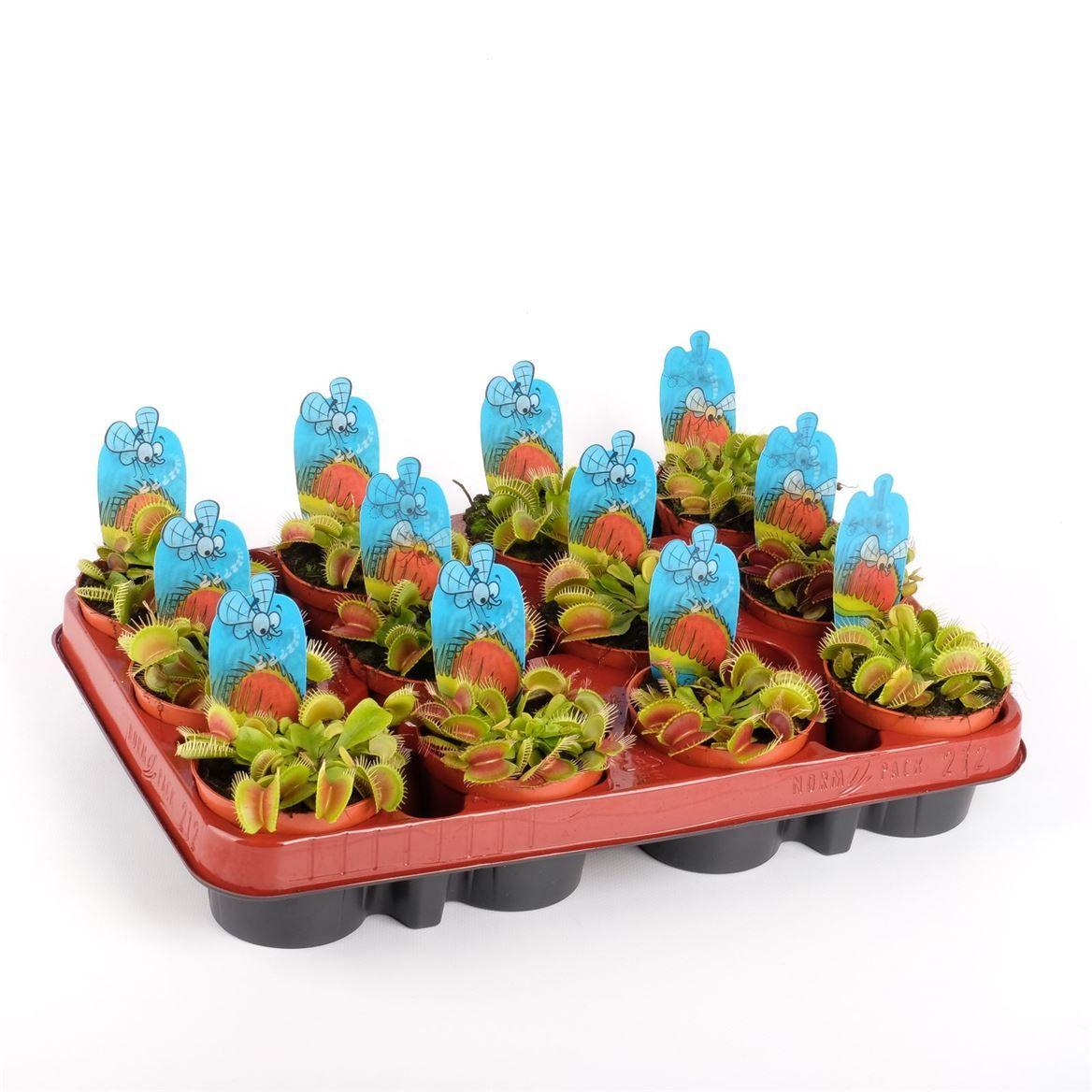 Горшечные цветы и растения оптом Dionaea Muscipula от 12шт (для телеги) из Голландии с доставкой по России