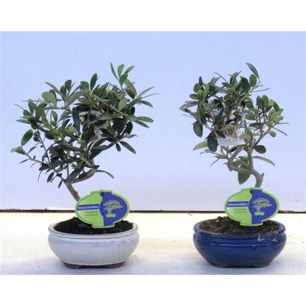 Горшечные цветы и растения оптом Bonsai Olea Europea от 8шт из Голландии с доставкой по России