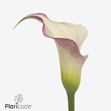 Срезанные цветы оптом Zantedeschia blushing lady от 40шт из Голландии с доставкой по России Срезанные цветы оптом Zantedeschia blushing lady от 40шт из Голландии с доставкой по России