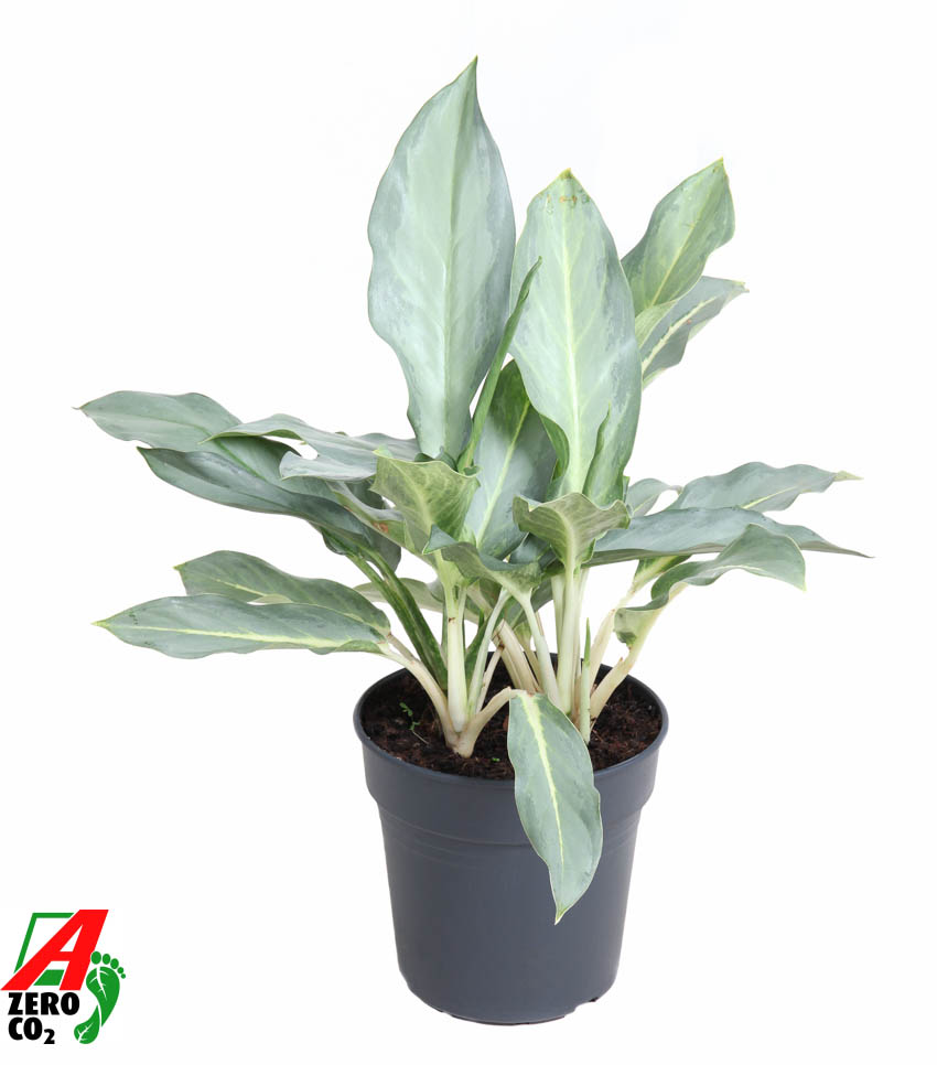 Горшечные цветы и растения оптом Aglaonema Ghost от 1шт из Голландии с доставкой по России