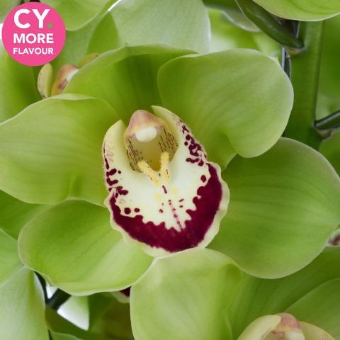 Срезанные цветы оптом Cymbidium green dublin от 9шт из Голландии с доставкой по России