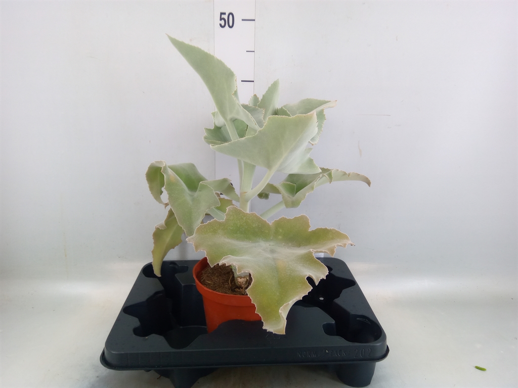 Горшечные цветы и растения оптом Kalanchoe Nf Beharensis от 1шт из Голландии с доставкой по России