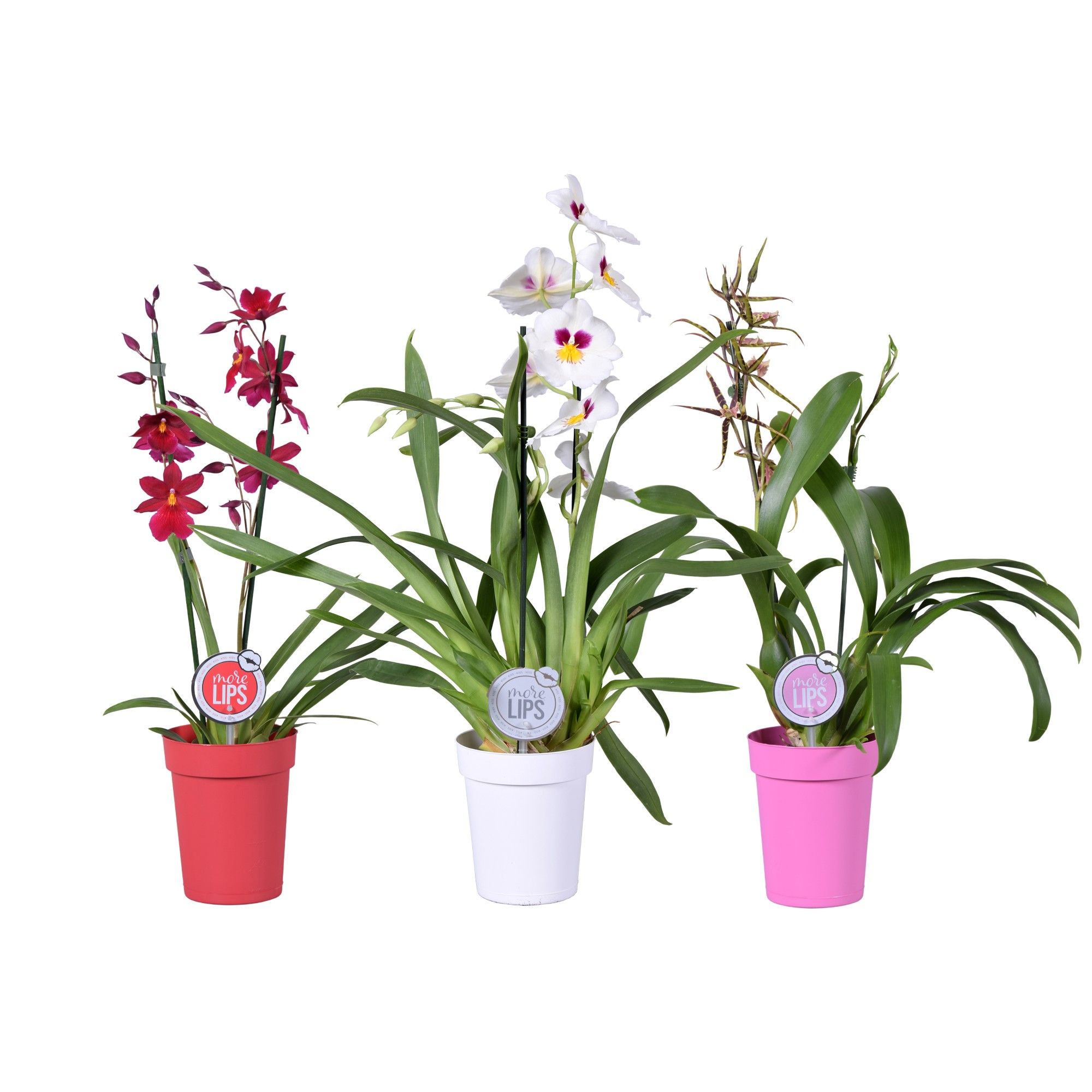 Горшечные цветы и растения оптом Orchid 3st Mix In Sleeve (morelips) от 6шт из Голландии с доставкой по России