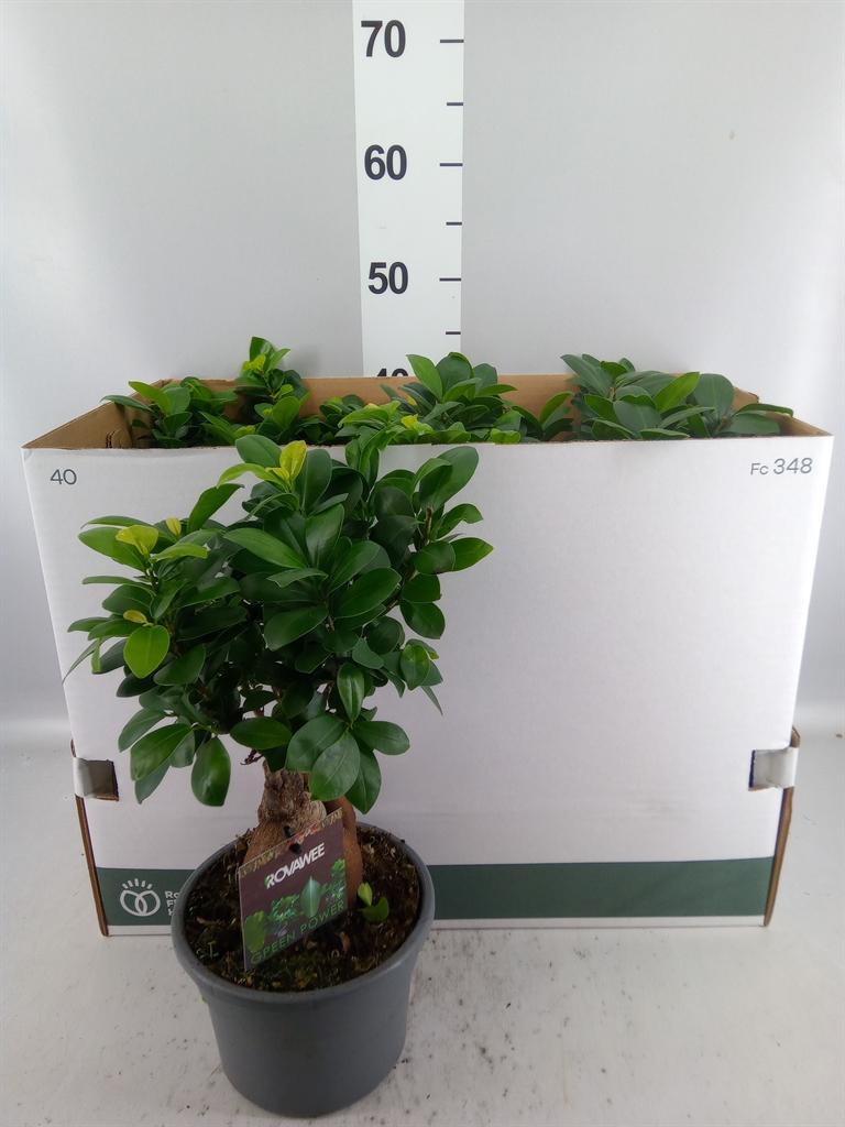 Горшечные цветы и растения оптом Ficus Microcarpa ginseng от 6шт из Голландии с доставкой по России