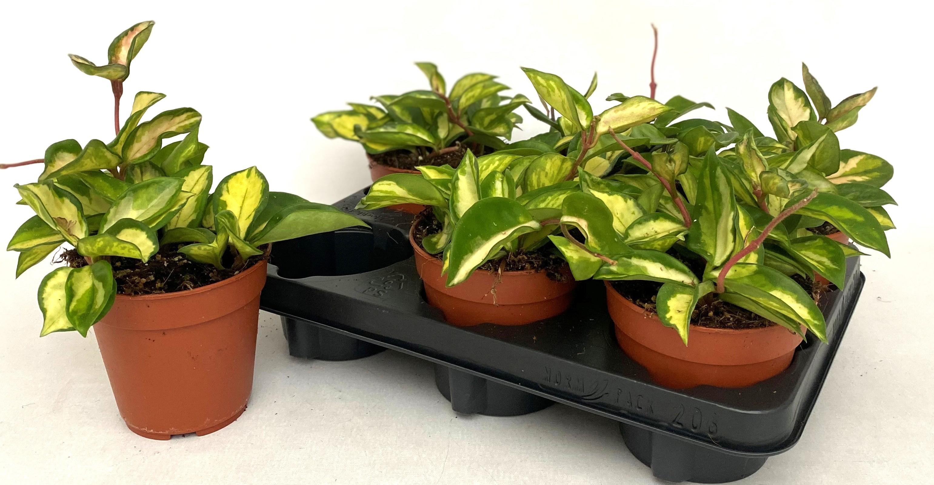 Горшечные цветы и растения оптом Hoya C Tricolor от 6шт из Голландии с доставкой по России