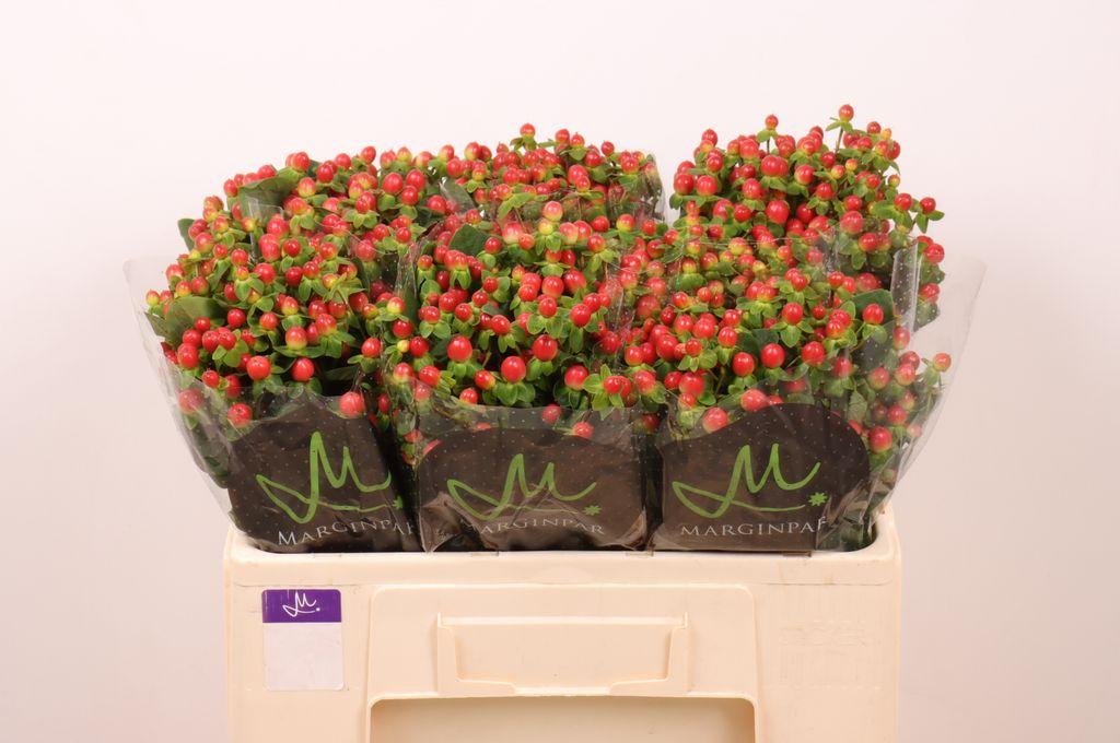Срезанные цветы оптом Hypericum tomato flair от 80шт. из Голландии с доставкой по России
