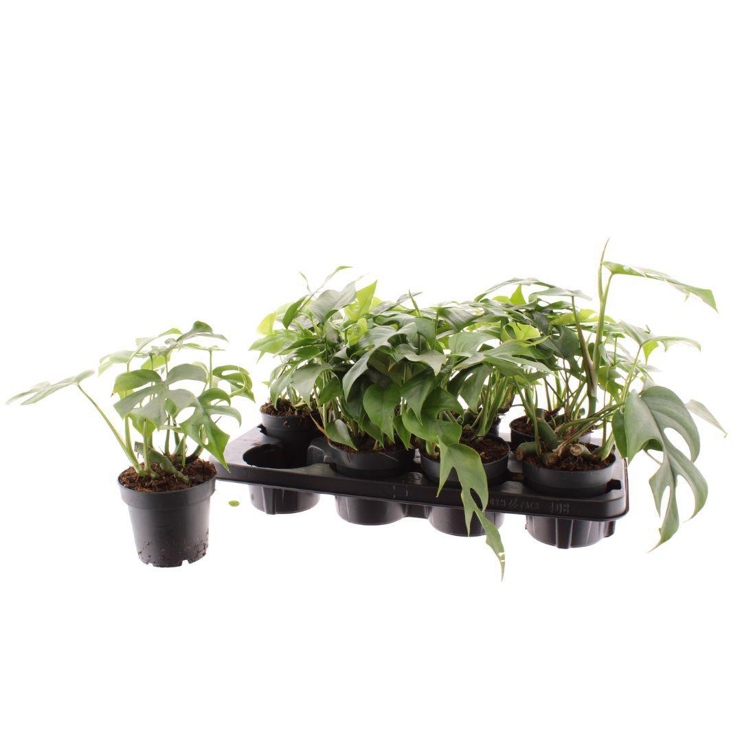 Горшечные цветы и растения оптом Monstera Ov от 6шт из Голландии с доставкой по России