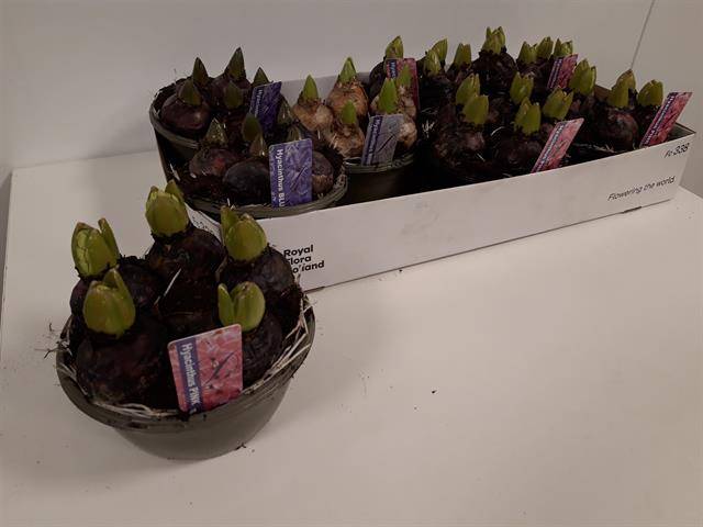 Горшечные цветы и растения оптом Hyacinthus Mix 6pp от 7шт из Голландии с доставкой по России