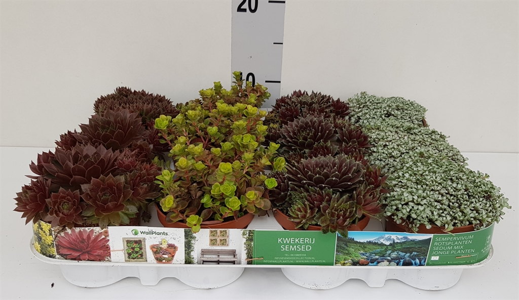 Горшечные цветы и растения оптом Sedum   ... от 12шт (для телеги) из Голландии с доставкой по России