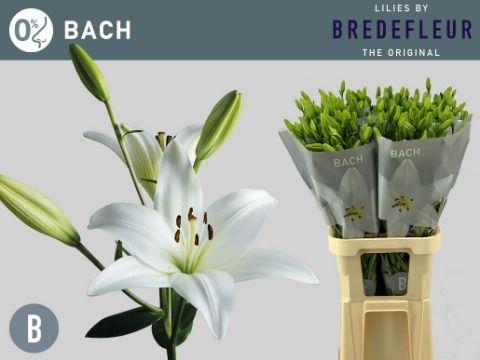 Срезанные цветы оптом Lilium la bach A от 80шт из Голландии с доставкой по России