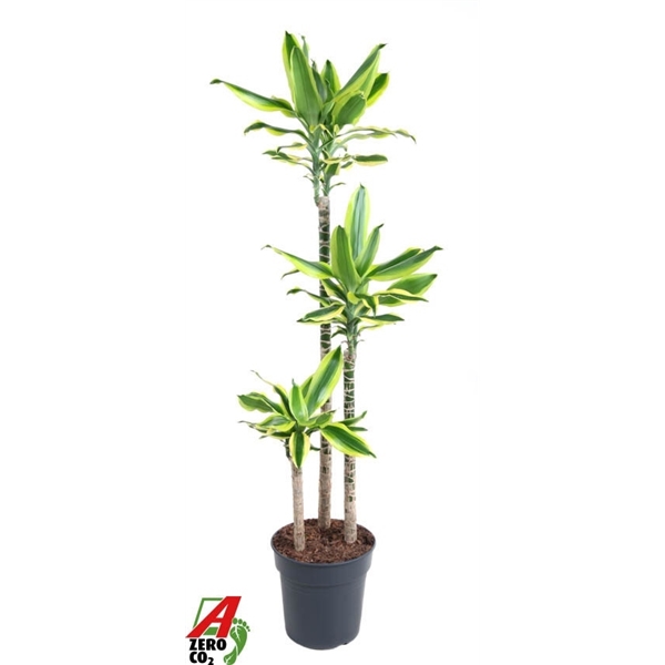 Горшечные цветы и растения оптом Drac Lemon Dream 90-60-30 от 1шт из Голландии с доставкой по России