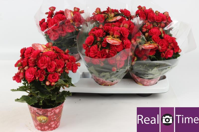 Горшечные цветы и растения оптом Begonia Du Grace от 6шт (для телеги) из Голландии с доставкой по России