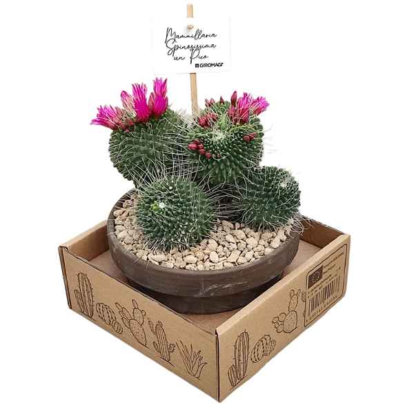 Горшечные цветы и растения оптом Mammillaria Spinosissima Un Pico In Terracotta от 1шт из Голландии с доставкой по России