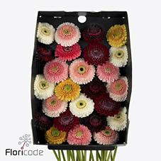 Срезанные цветы оптом Germini gerponi mix от 80шт из Голландии с доставкой по России