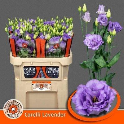 Срезанные цветы оптом Lisianthus do corelli lavender от 20шт. из Голландии с доставкой по России