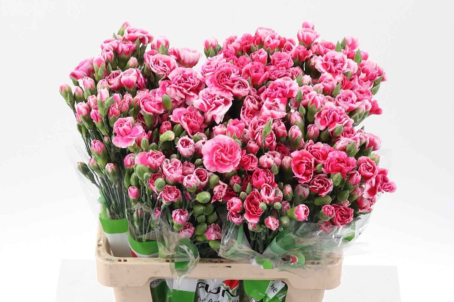 Срезанные цветы оптом Dianthus sp cosmo cherry от 100шт из Голландии с доставкой по России