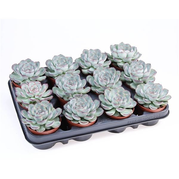 Горшечные цветы и растения оптом Echeveria Pelucida от 12шт из Голландии с доставкой по России