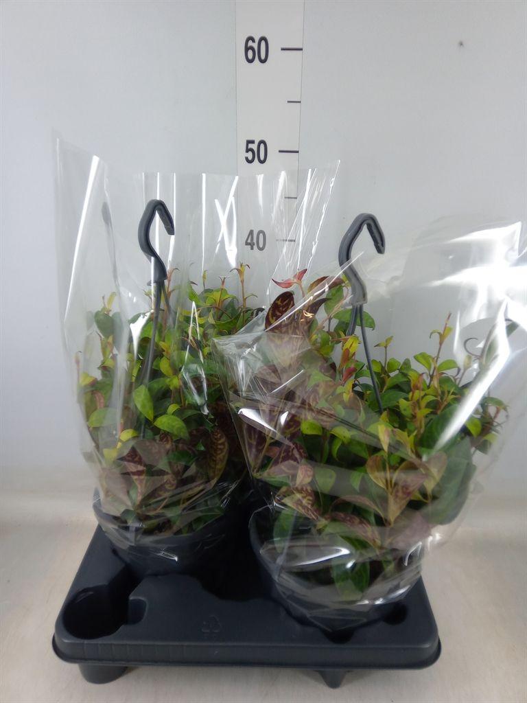 Горшечные цветы и растения оптом Aeschynanthus Marmoratus от 2шт из Голландии с доставкой по России