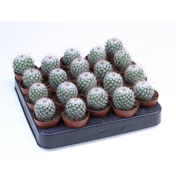 Горшечные цветы и растения оптом Mammilaria Bombycina от 20шт (для телеги) из Голландии с доставкой по России Горшечные цветы и растения оптом Mammilaria Bombycina от 20шт (для телеги) из Голландии с доставкой по России