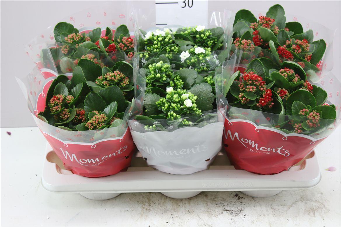 Горшечные цветы и растения оптом Kalanchoe Bl Gemengd Rood Wit от 6шт из Голландии с доставкой по России