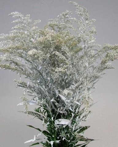 Срезанные цветы оптом Solidago paint white от 25шт из Голландии с доставкой по России