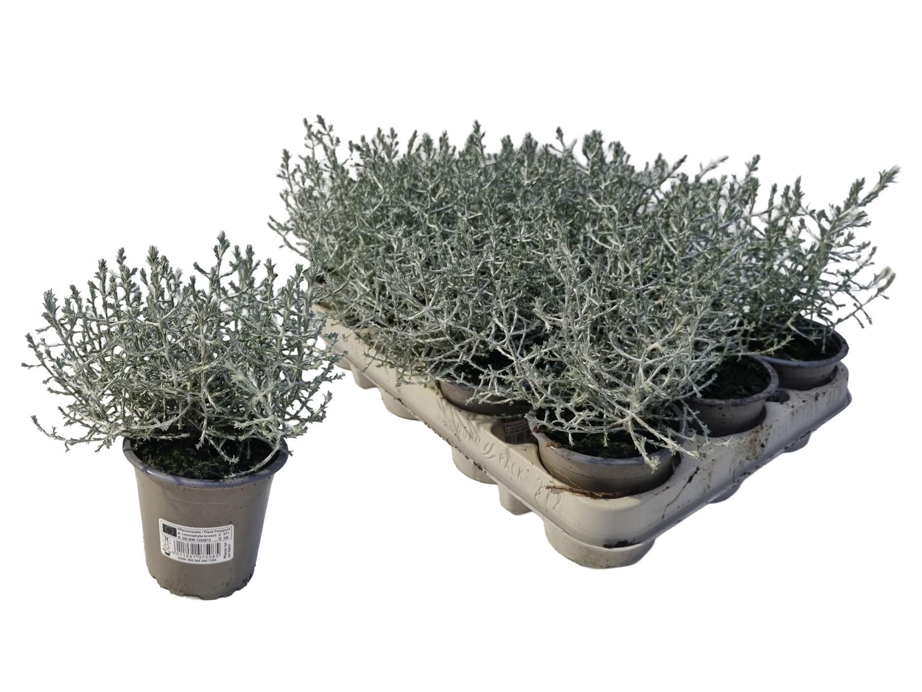 Горшечные цветы и растения оптом Leucoph Brownii от 12шт (для телеги) из Голландии с доставкой по России