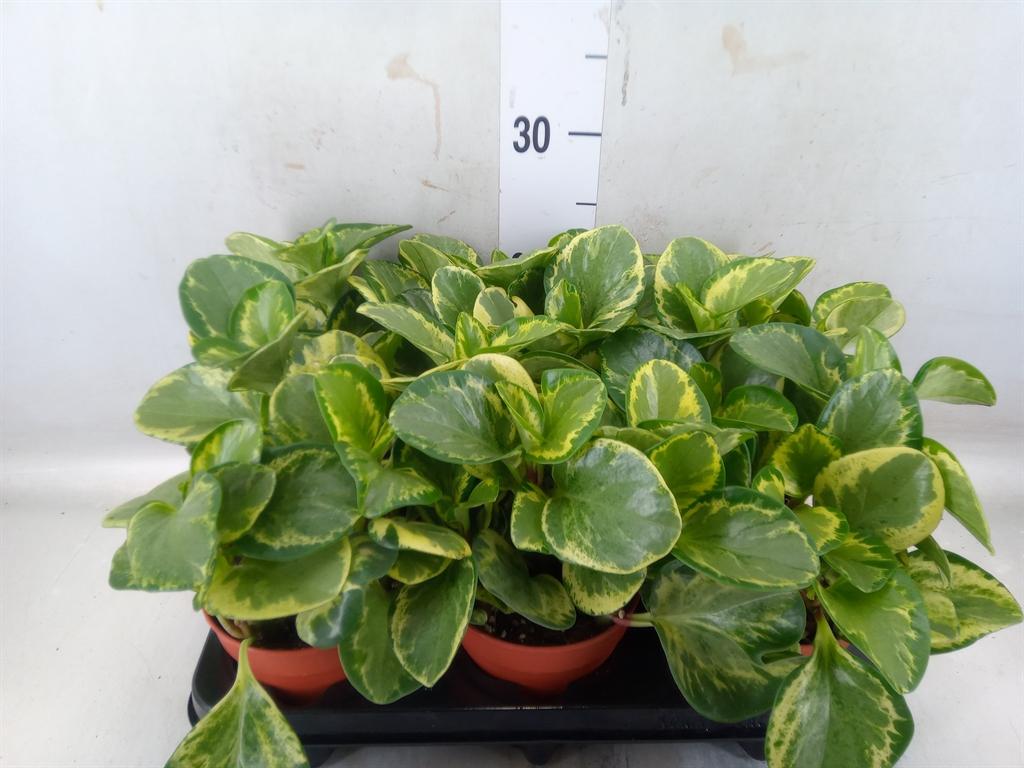 Горшечные цветы и растения оптом Peperomia от 6шт из Голландии с доставкой по России