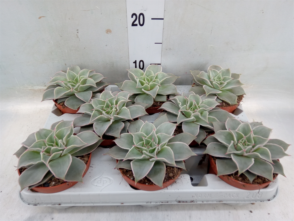 Горшечные цветы и растения оптом Echeveria   ... от 8шт' из Голландии с доставкой по России