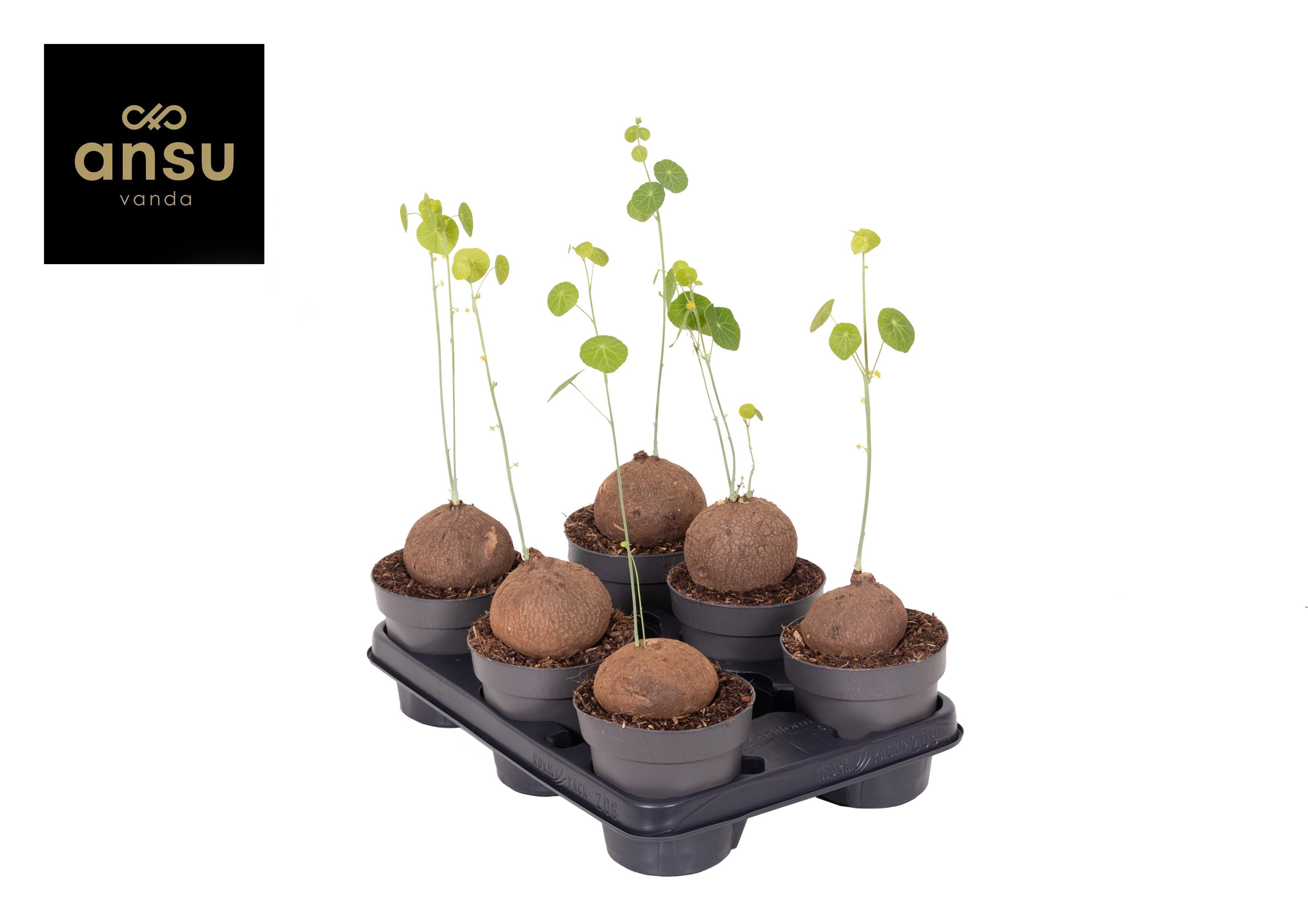 Горшечные цветы и растения оптом Stephania Erecta Xl от 6шт из Голландии с доставкой по России