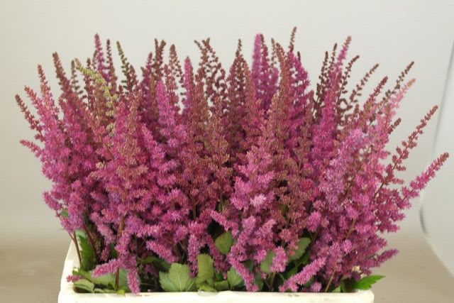 Срезанные цветы оптом Astilbe maggie daley от 100шт из Голландии с доставкой по России