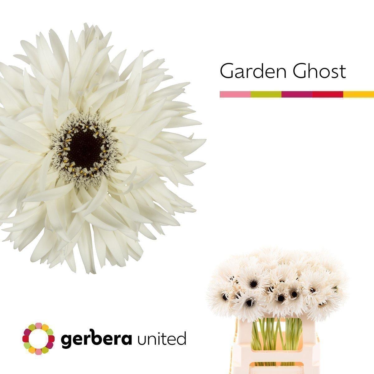 Срезанные цветы оптом Gerbera garden ghost от 40шт из Голландии с доставкой по России