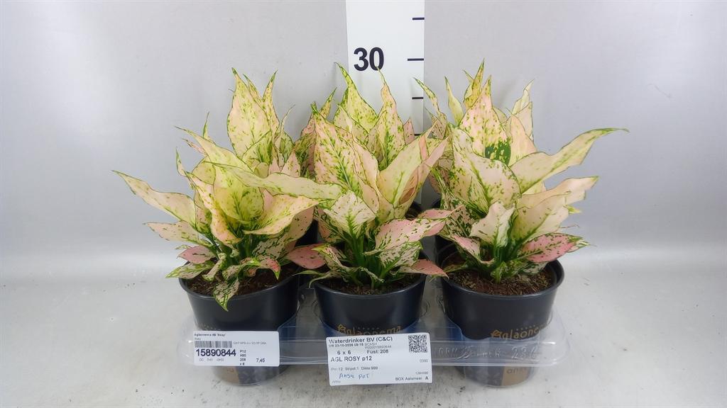 Горшечные цветы и растения оптом Aglaonema Kb rosy от 6шт из Голландии с доставкой по России